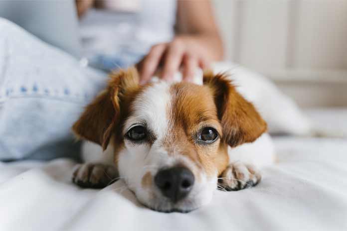 imagen de un perro imagen de un perro