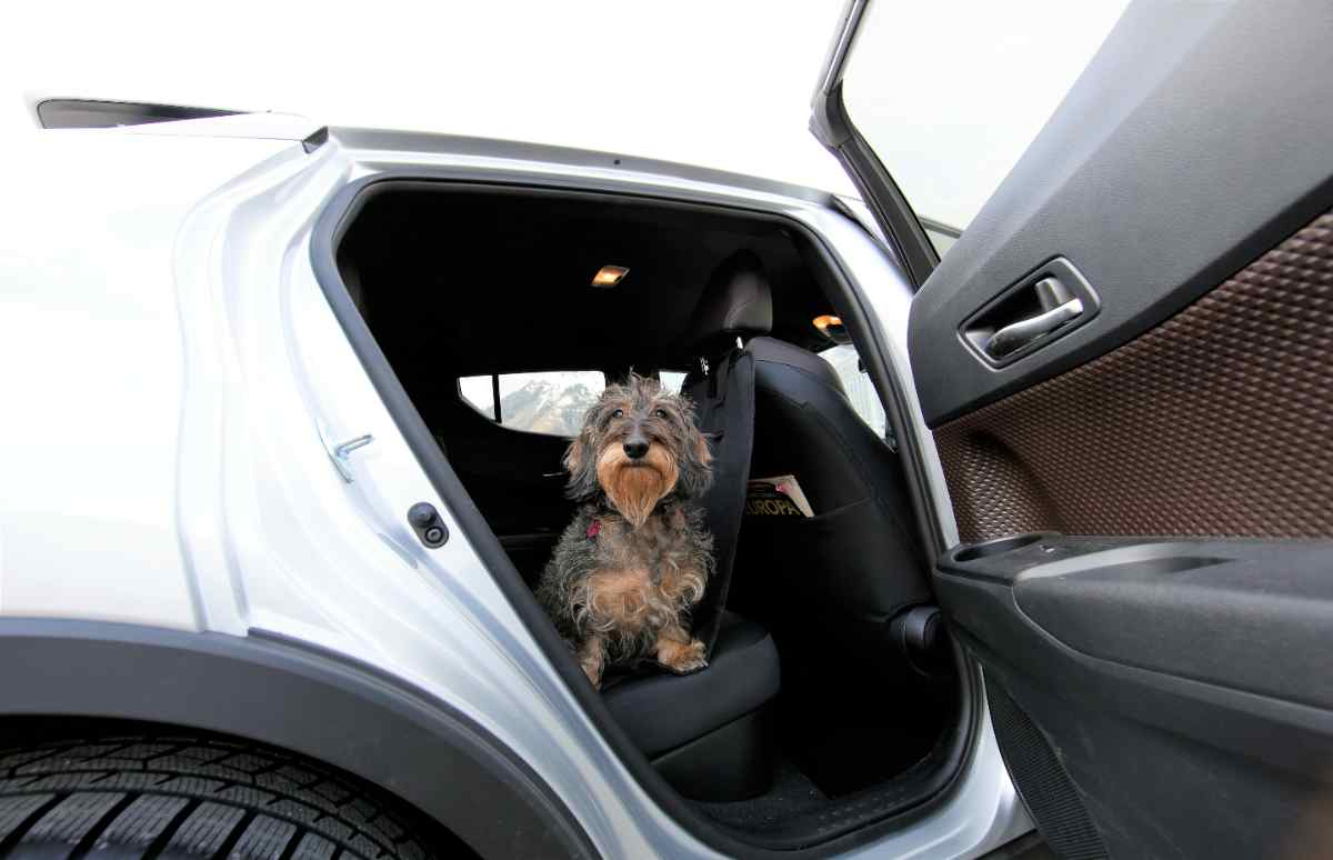 Cómo deberías llevar a tu perro en el coche