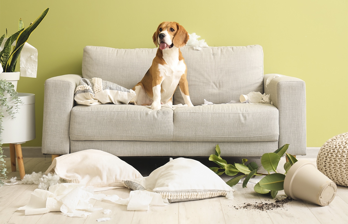 Perro sentado sobre un sofá claro en un salón, con cojines rotos, relleno esparcido y una maceta caída en el suelo