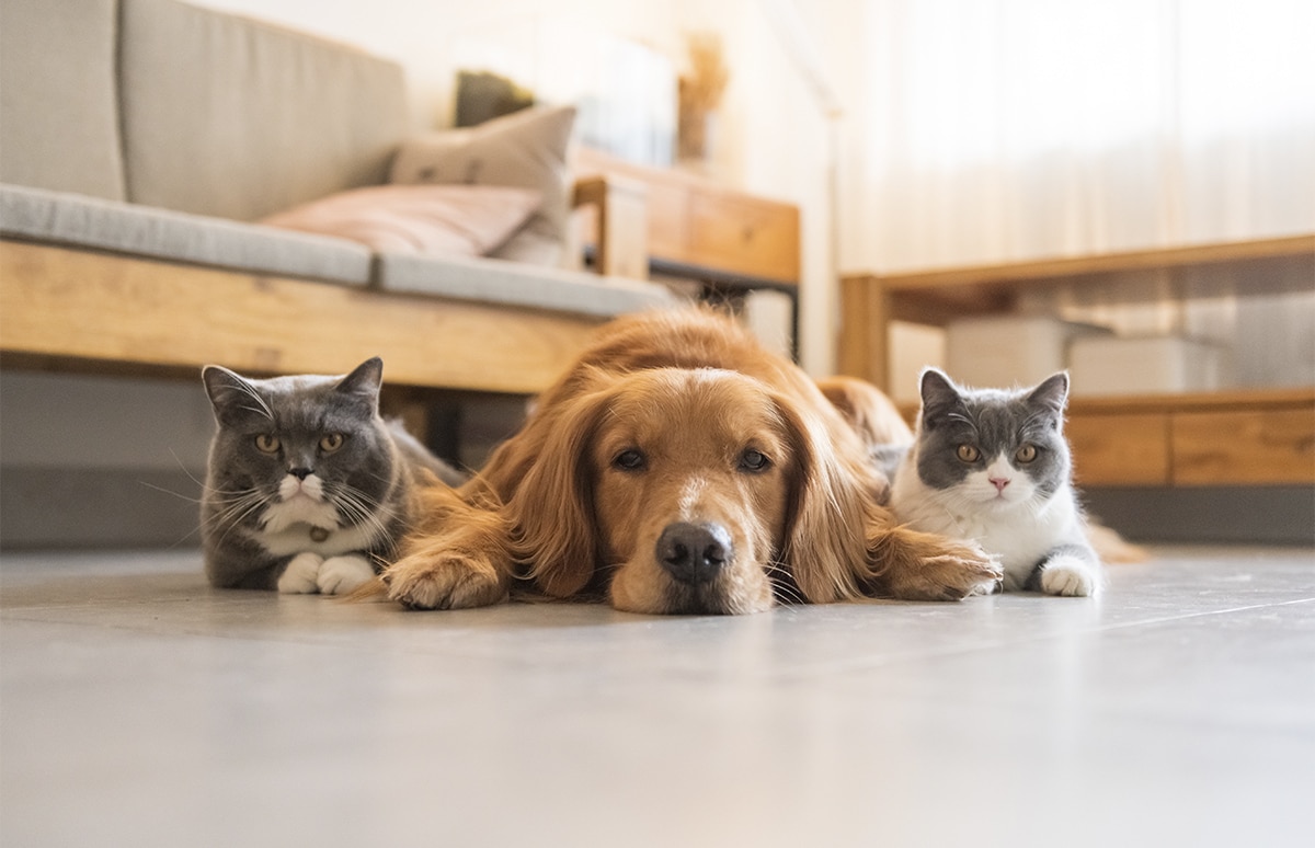 Dos gatos y un perro mirando a la cámara tendidos en el suelo de un salón