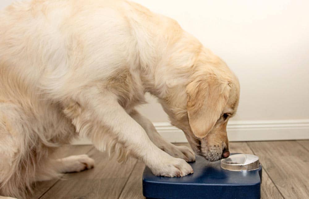 Pistas para evitar la obesidad en tu mascota