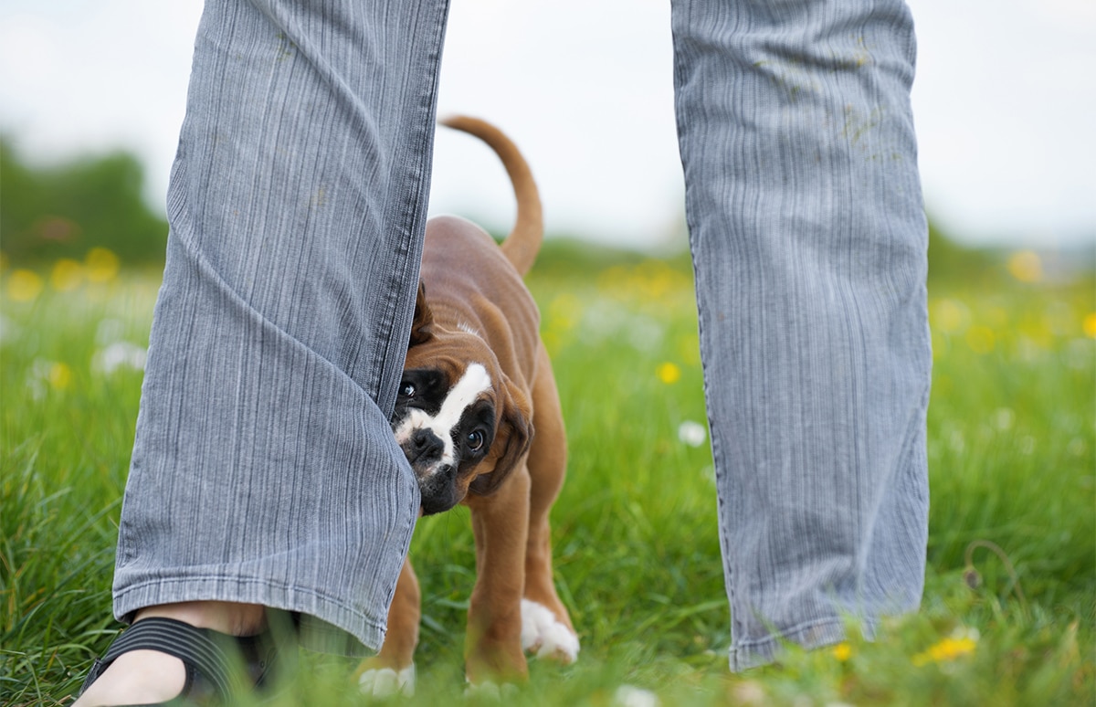 Perro mordiendo el pantalón de una persona