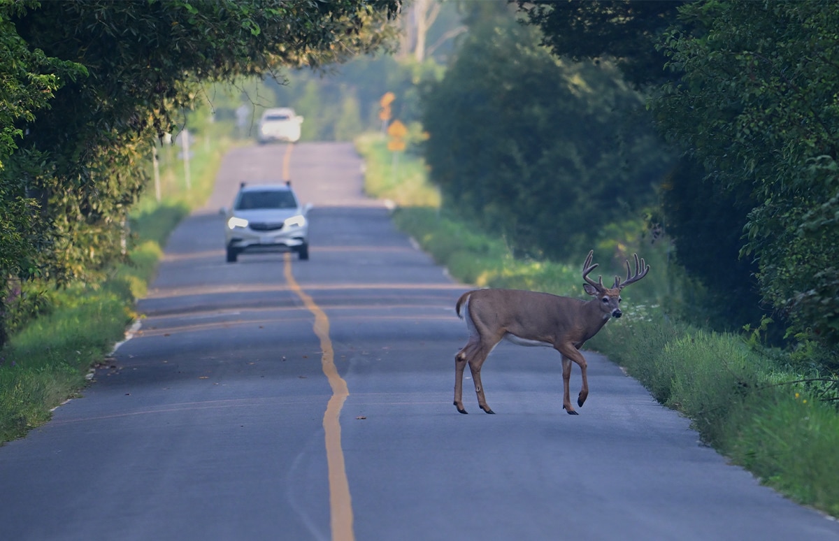 Ciervo cruzando una carretera boscosa