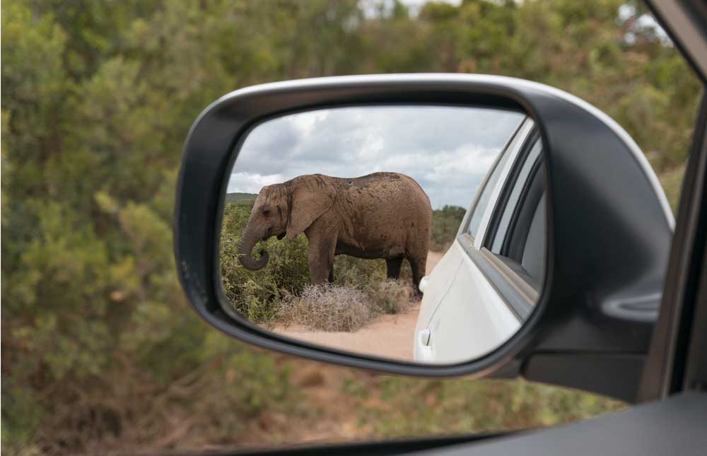 Qué es el efecto elefante