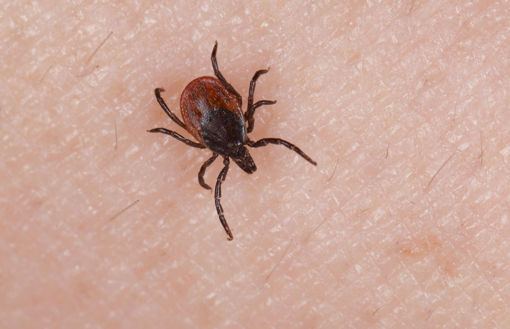 Enfermedad de Lyme, una amenaza real