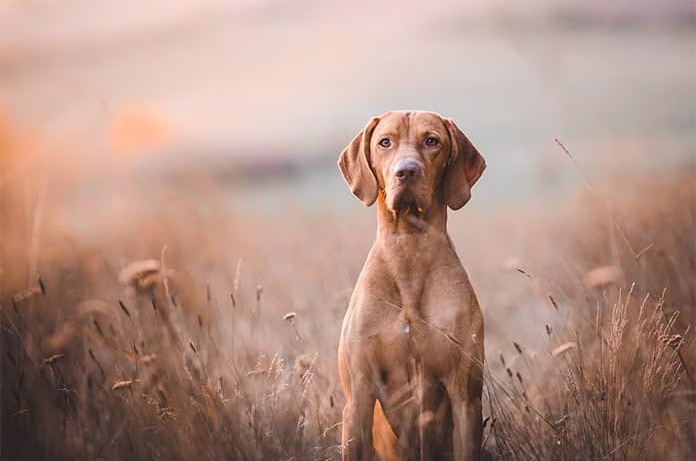 Perro de caza marrón en el campo