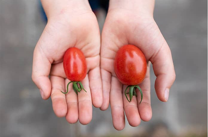 Dos tomates de distinto tamaño sostenidos en las palmas de unas manos, representando una comparación visual simple