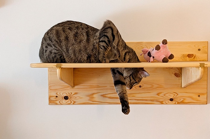 ¿Que cubre el seguro de gatos?