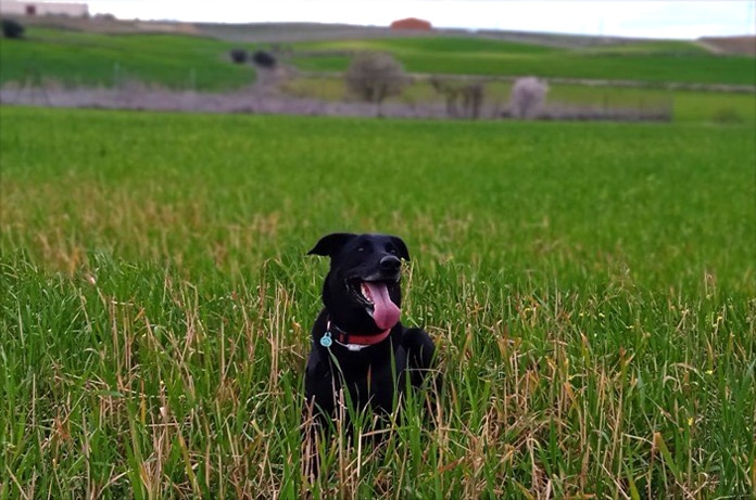 ¿Que cubre el seguro de perros?